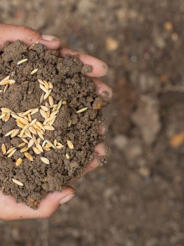 The concept of World Food Day, a man's hand embraces soil with paddy seeds on top.